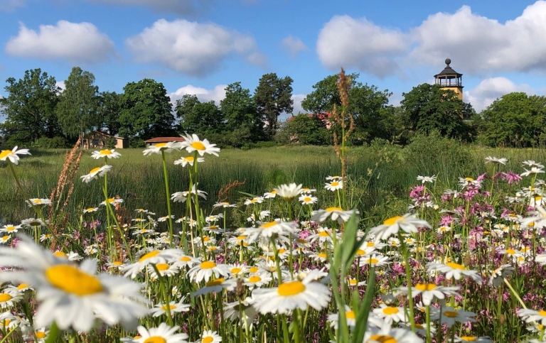 Blommande sommaräng